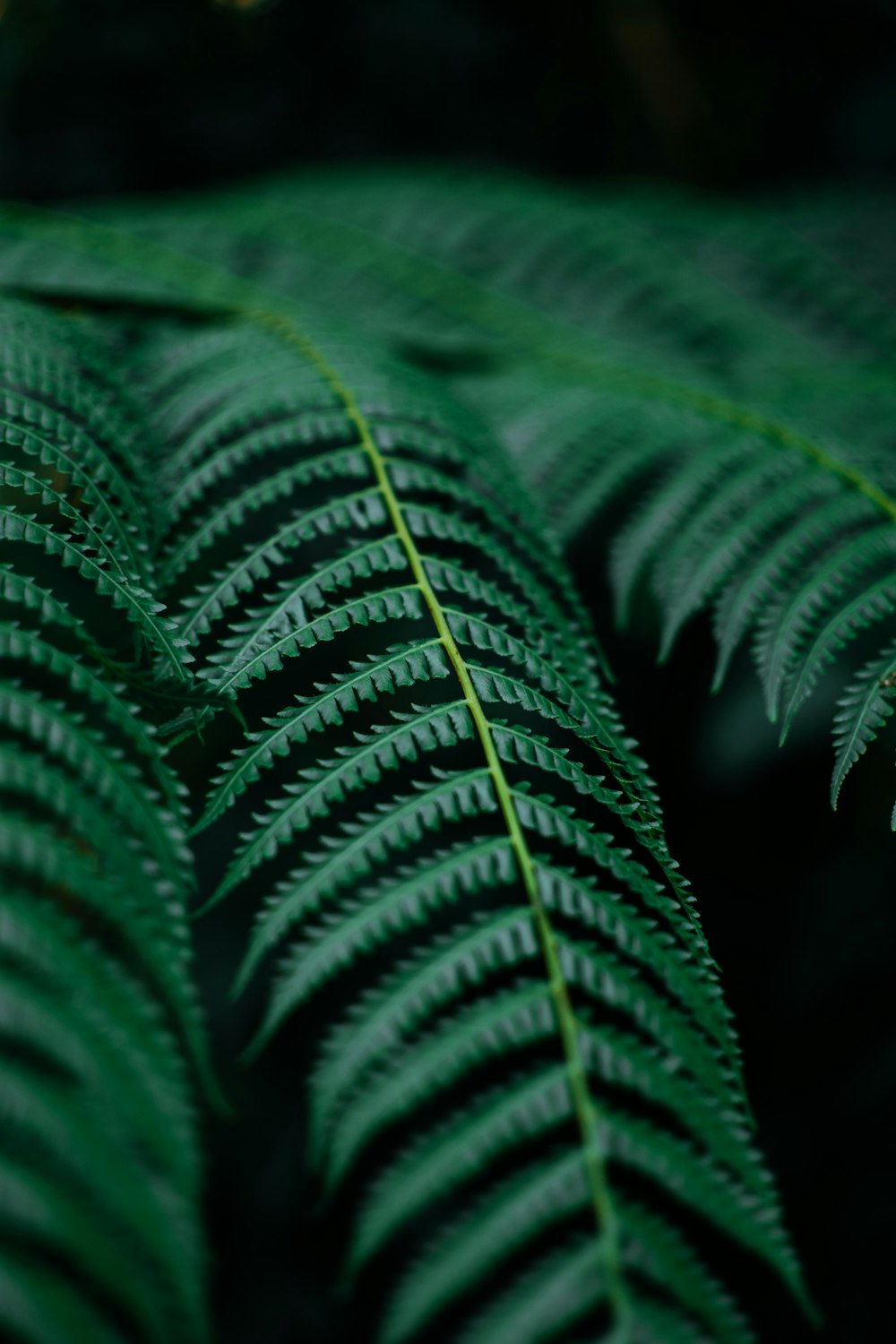 a close up view of a green leaf