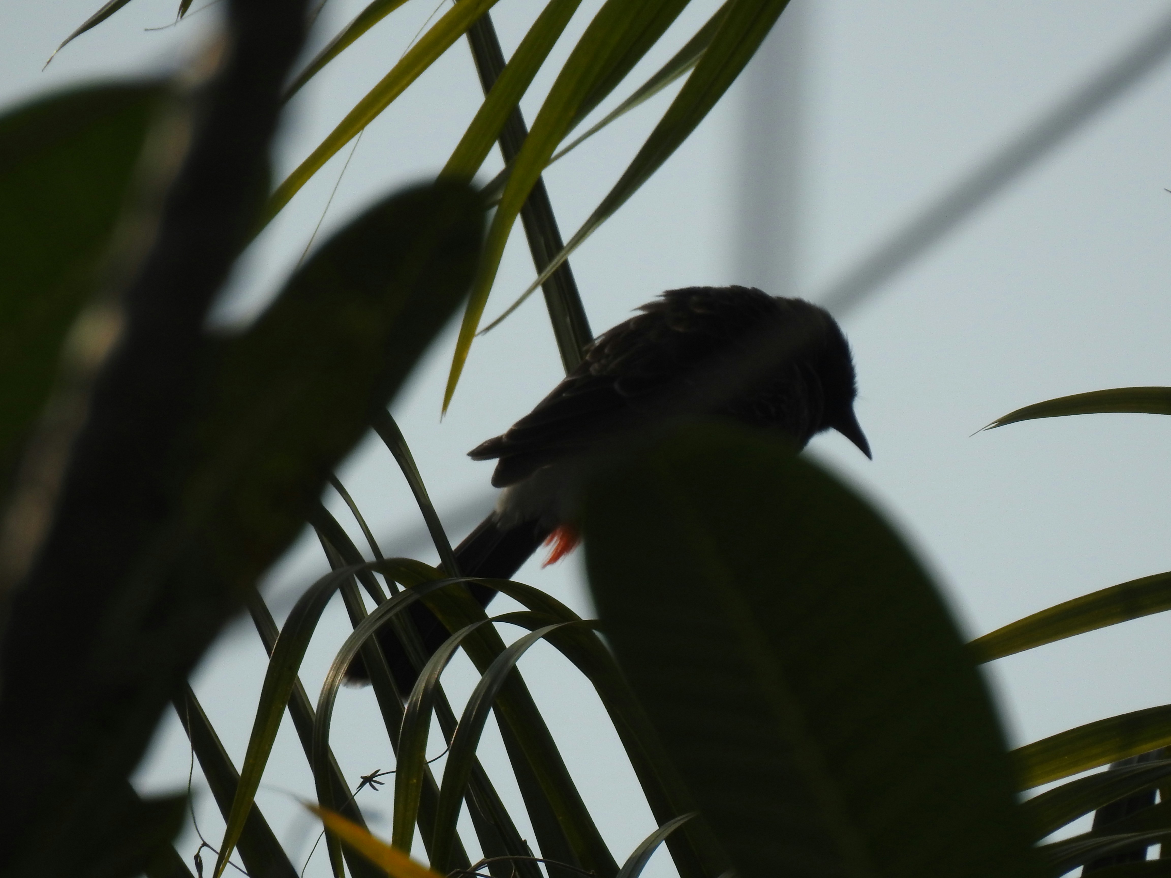 Photo by vijaychadha