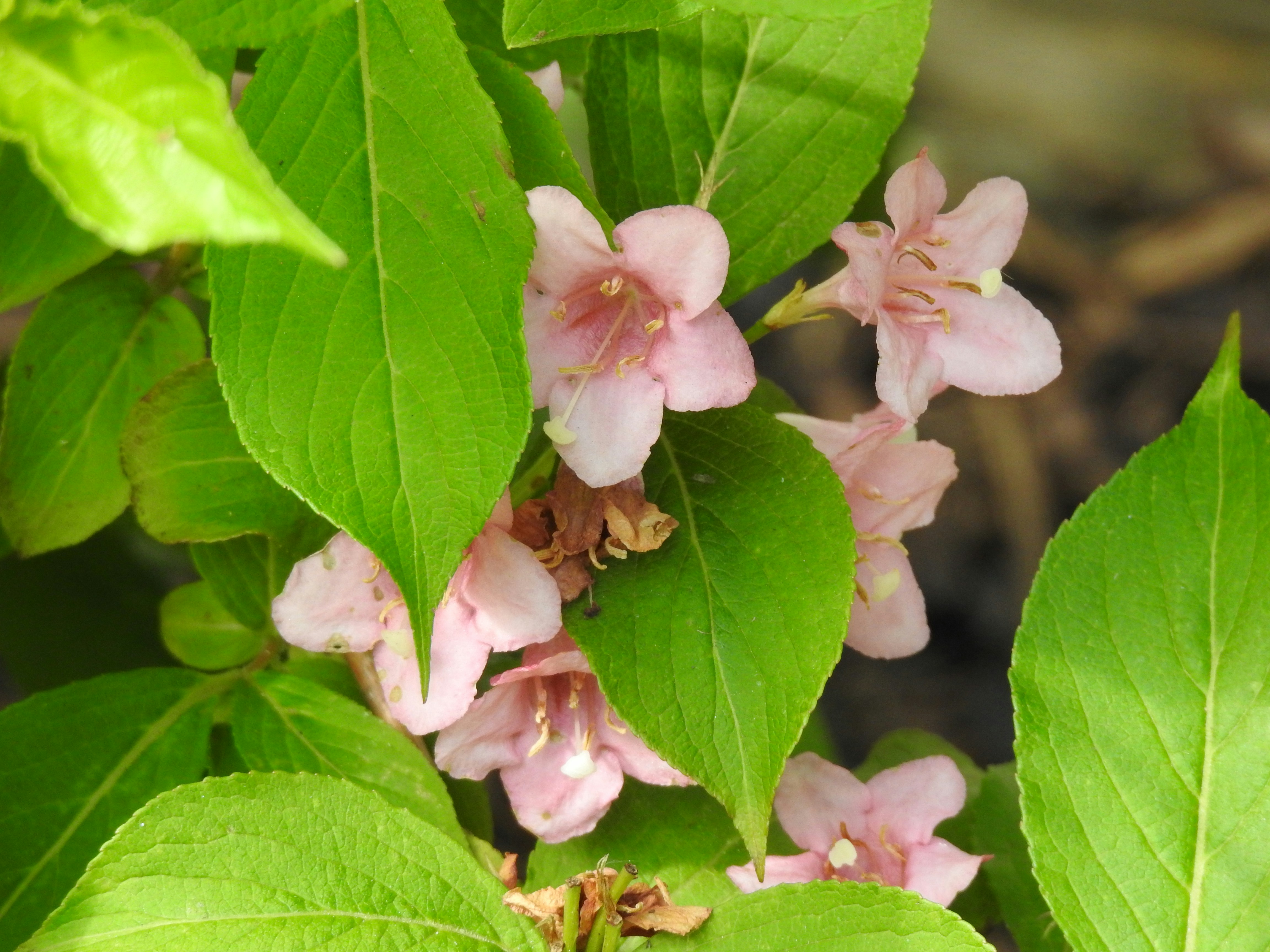 Photo by vijaychadha