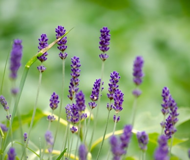 a bunch of purple flowers that are in the grass