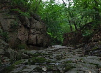 A serene forest scene with lush green foliage and rugged rock formations. The ground is covered with moss and fallen leaves, and a path meanders through the natural landscape. Sunlight filters through the dense canopy, creating a tranquil ambiance.