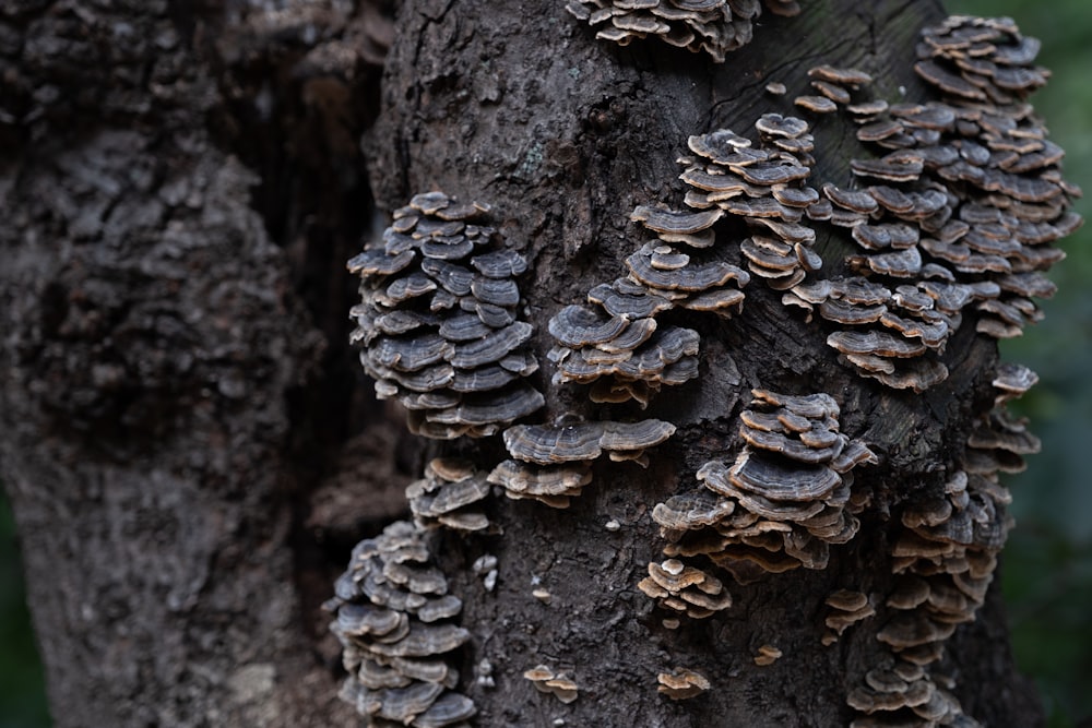 a bunch of mushrooms growing on a tree