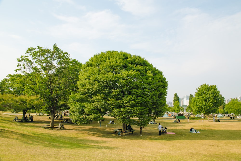 a group of people sitting under a tree in a park