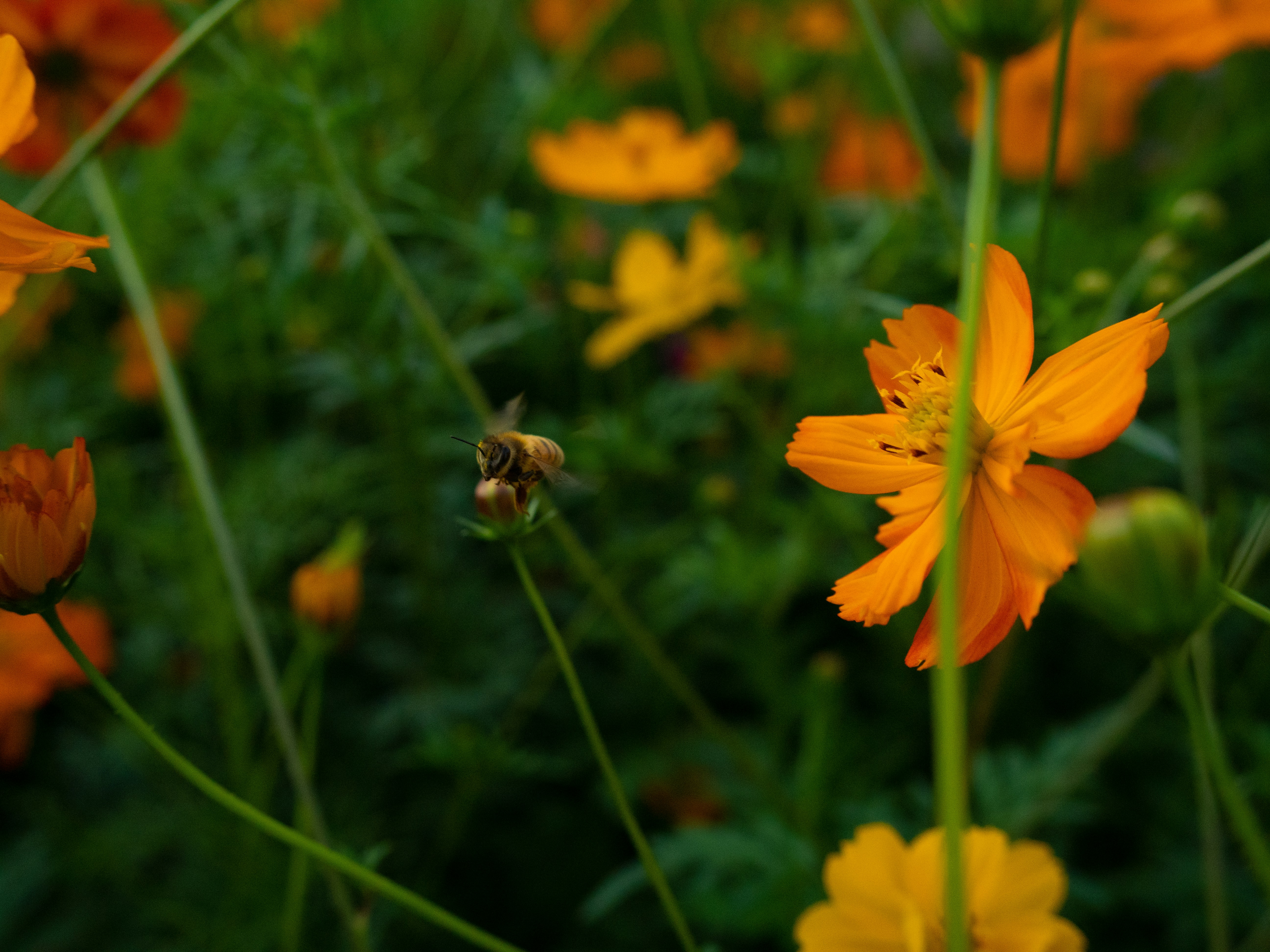 a bunch of flowers that are in the grass