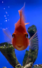 A bright, engaging photo of Duke carefully observing his colorful guppy fish in a well-maintained aquarium.