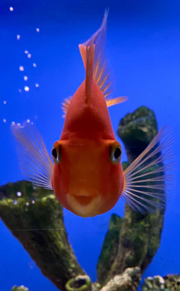 A bright, engaging photo of Duke carefully observing his colorful guppy fish in a well-maintained aquarium.