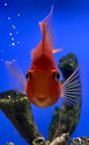 A bright orange fish, possibly a goldfish, is centered in the image against a vivid blue background. The fish's large eyes are prominent, and its fins are spread wide. In the background, there are some green aquatic plants and small bubbles rising in the water.