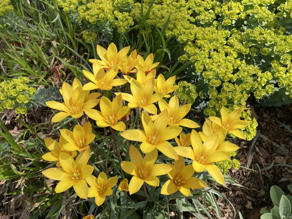 a bunch of yellow flowers in a garden