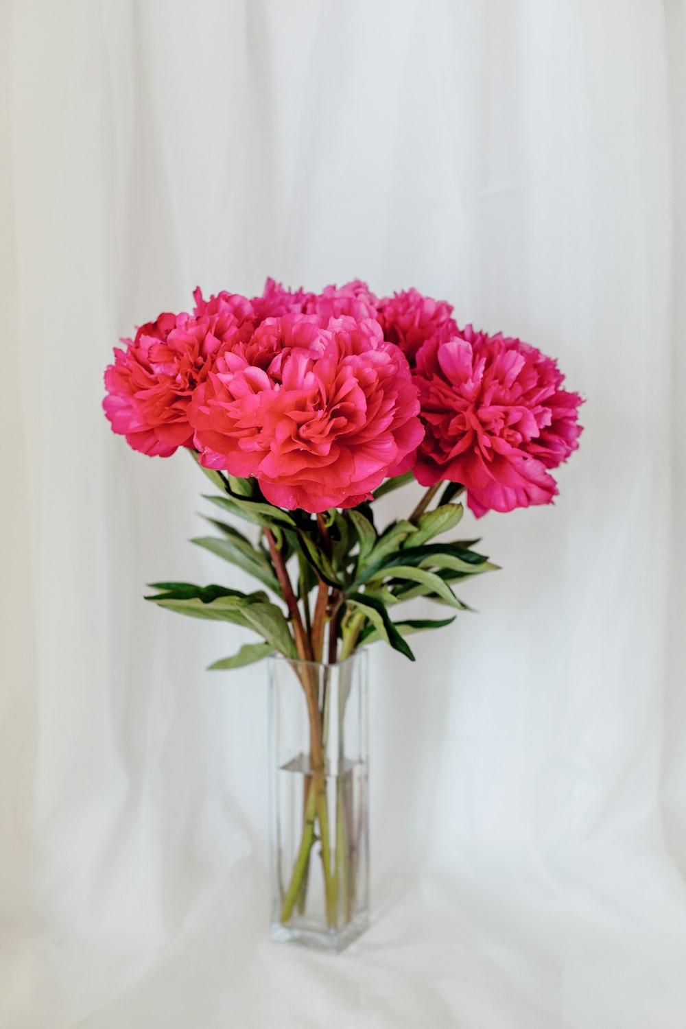 a vase filled with pink flowers on a white background