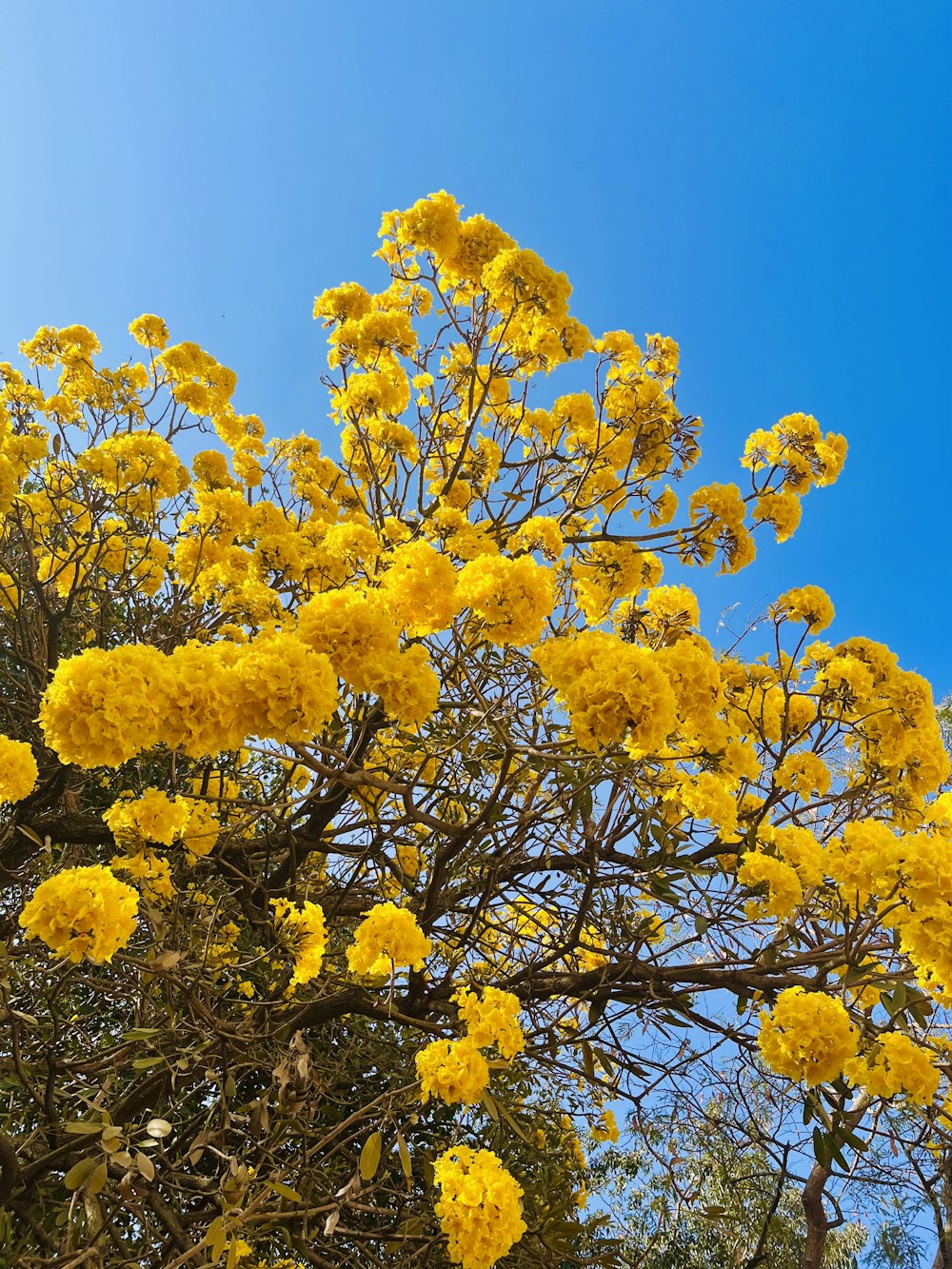 yellow flowers are blooming on a tree