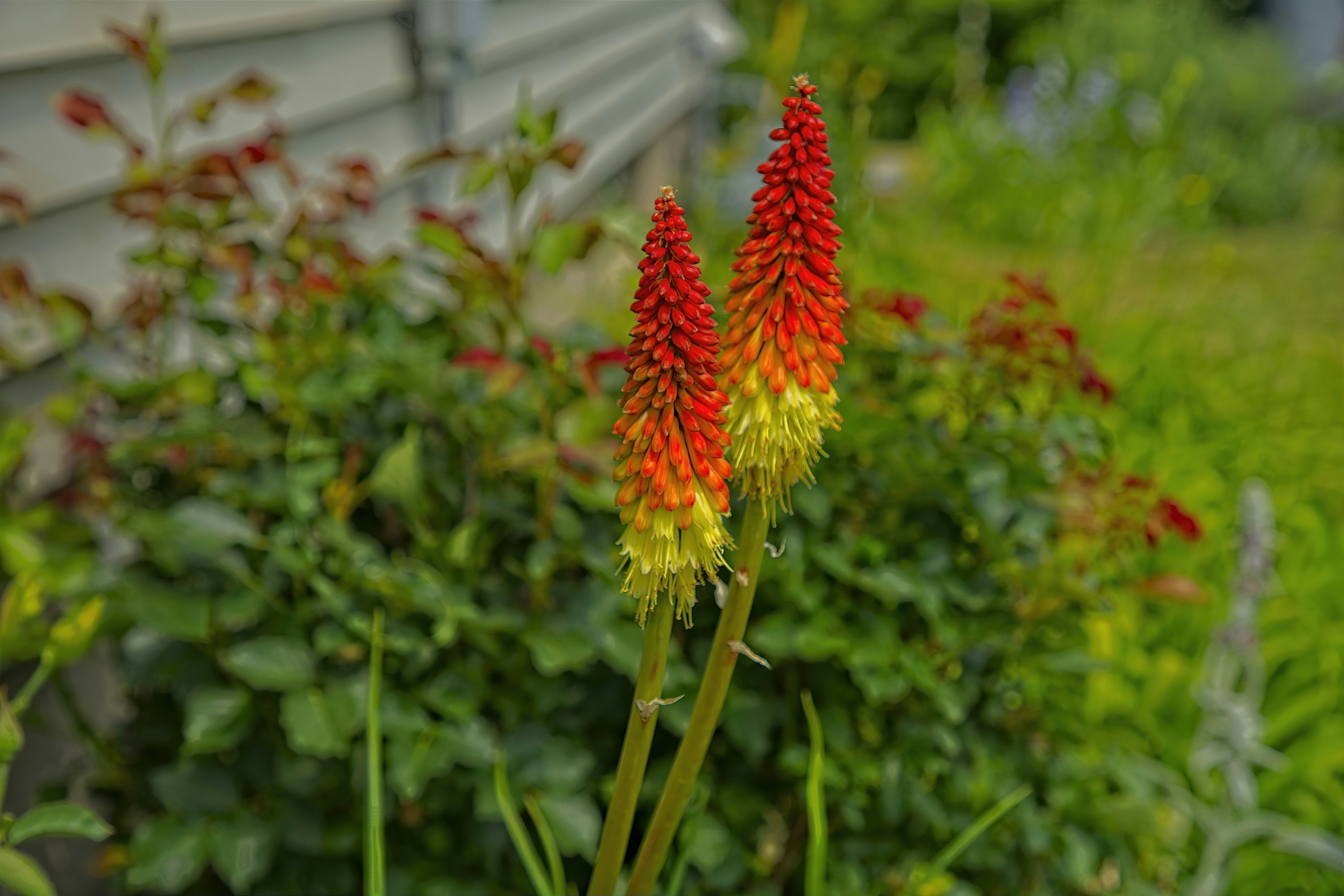 Une fleur rouge et jaune devant une maison photo – Photo gratuite sur ...