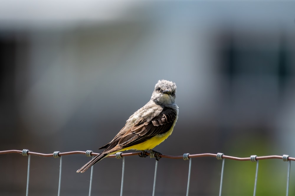 a small bird sitting on top of a wire fence