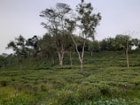 Rows of tea bushes stretching across rolling hills under a cloudy sky.