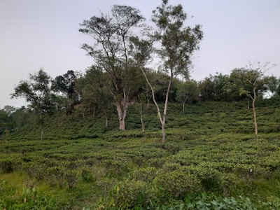 Rows of tea bushes stretching across rolling hills under a cloudy sky.