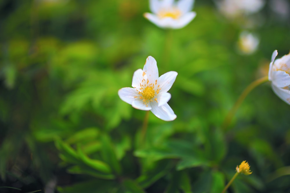 a group of white flowers in a field