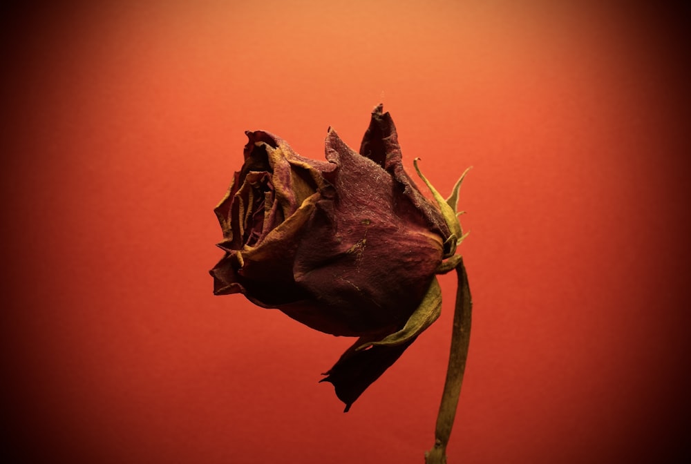 a dead flower on a red background