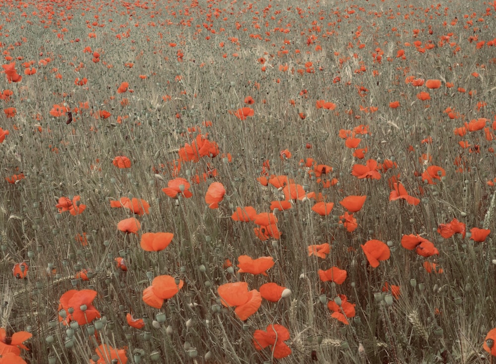 a field full of red flowers on a cloudy day