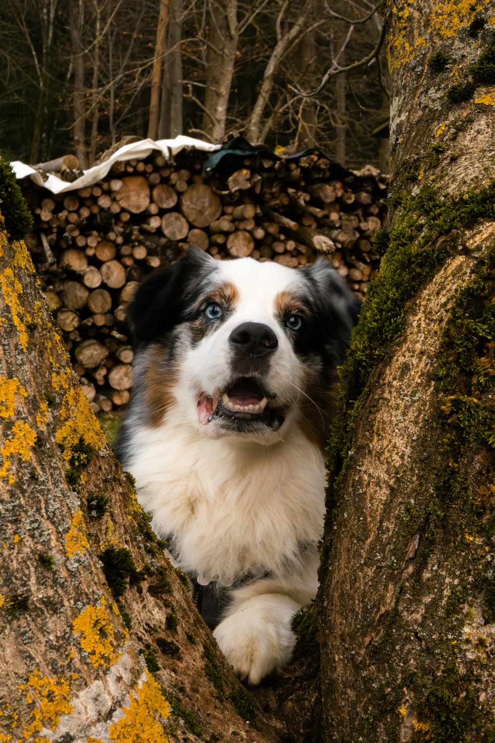 a dog that is sitting in the bark of a tree