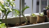 A small balcony garden with pots of tomatoes, lettuce, and aromatic herbs basking in sunlight.
