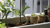 A serene balcony garden featuring hanging planters and minimalist desktop pots.