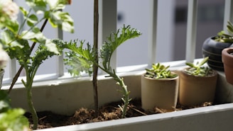 A small balcony garden with a planter containing leafy plants. Several smaller pots with succulents are lined up along the edge. The scene is well-lit with natural sunlight, casting soft shadows and highlighting the green foliage.