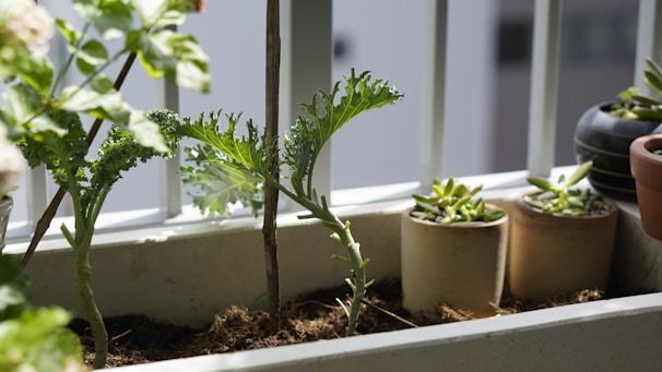 A small balcony garden with a planter containing leafy plants. Several smaller pots with succulents are lined up along the edge. The scene is well-lit with natural sunlight, casting soft shadows and highlighting the green foliage.