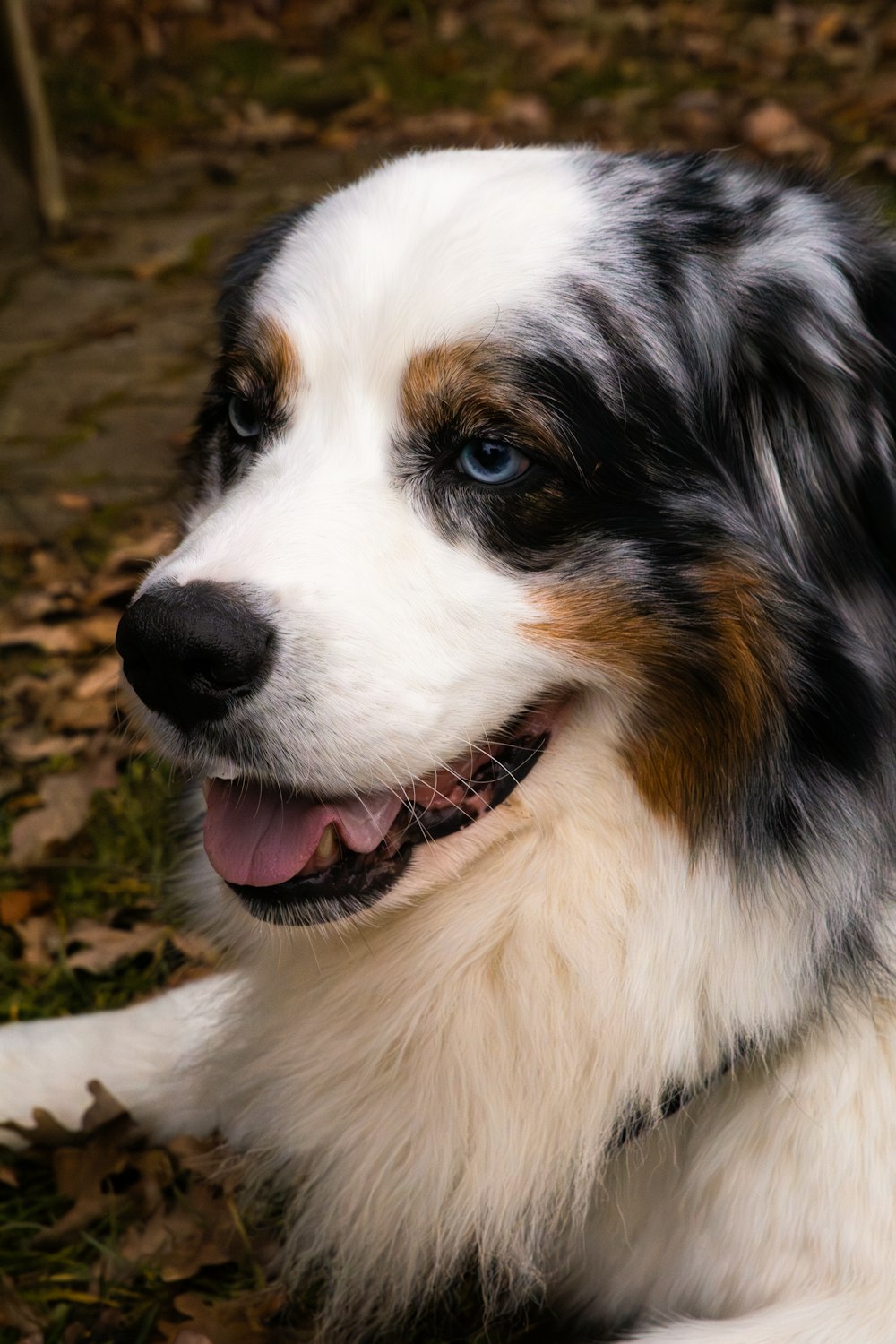 a close up of a dog laying on the ground