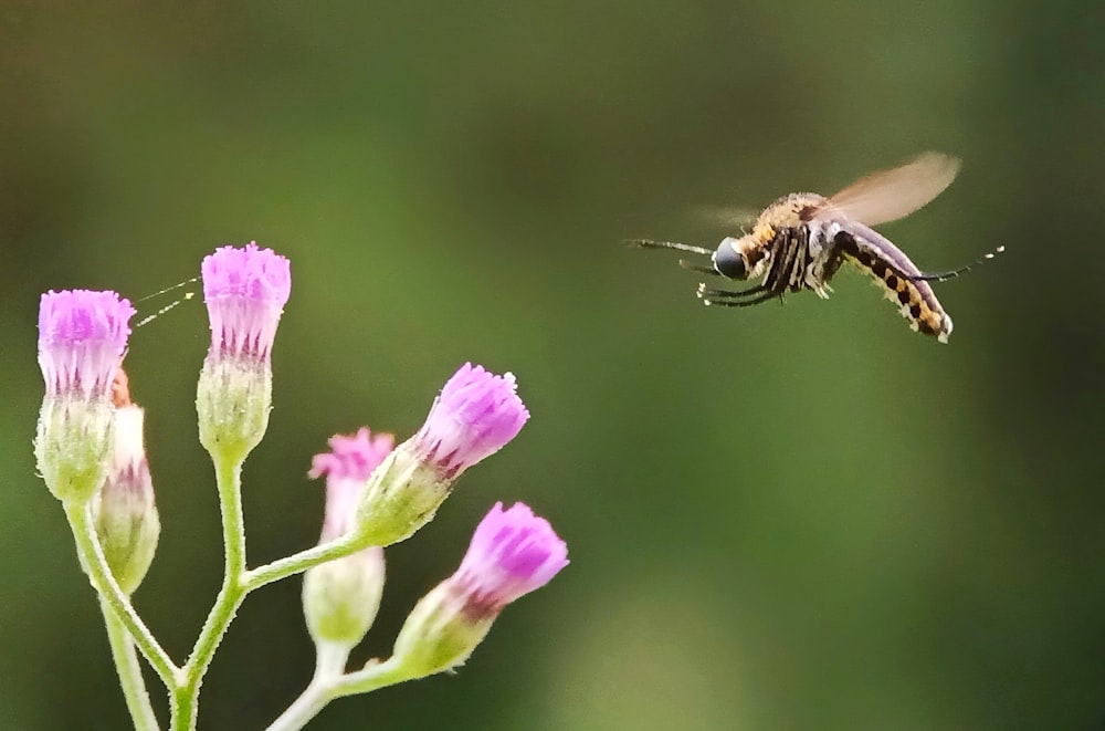 a bee flying towards a flower with a blurry background