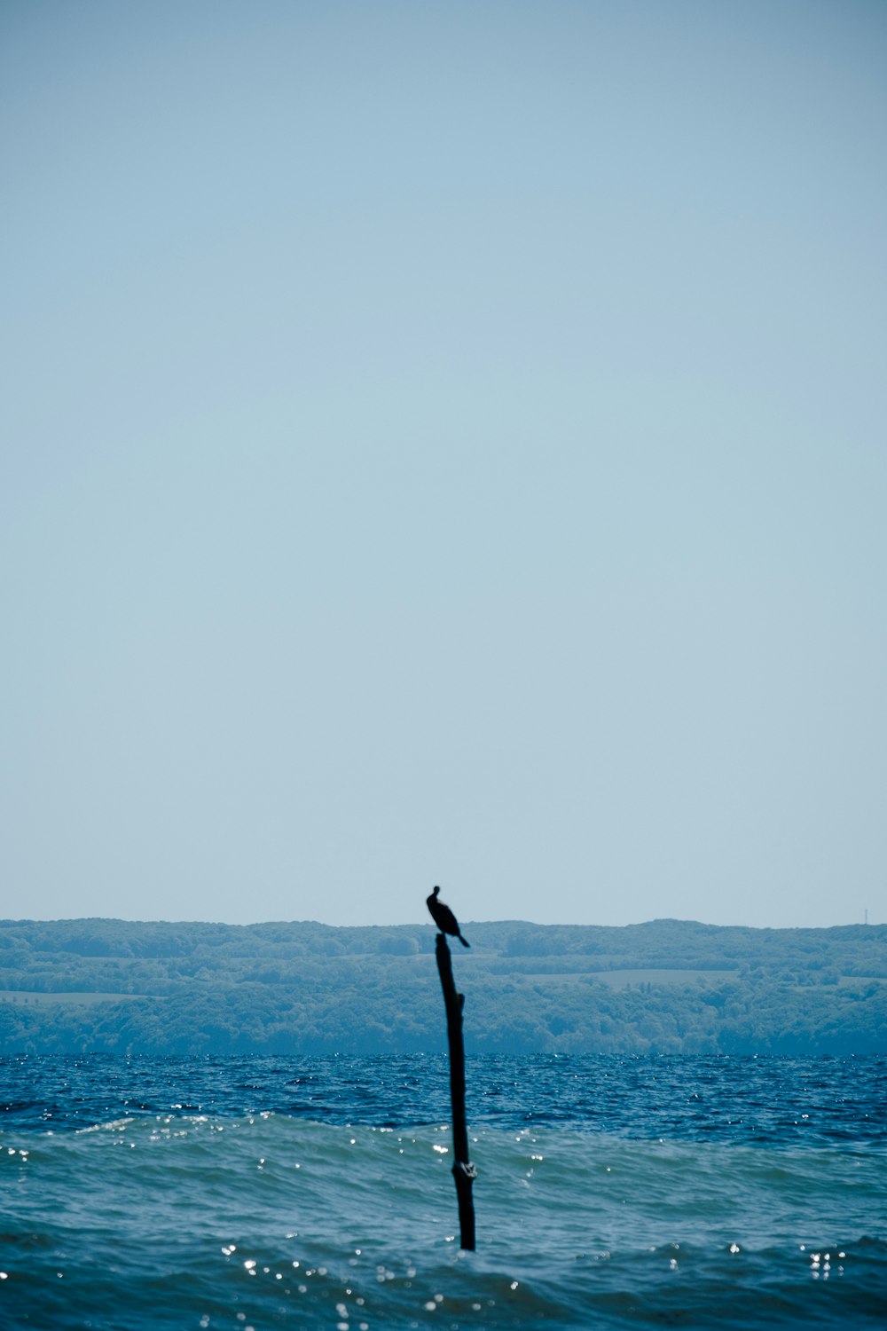 a bird sitting on a pole in the middle of the ocean