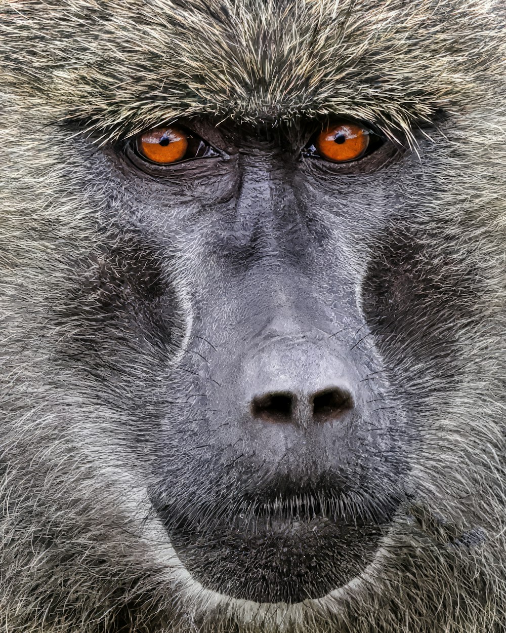 a close up of a monkey with orange eyes