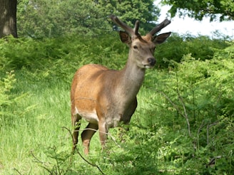 A deer with developing antlers stands amidst lush green vegetation. It is surrounded by various shades of green from the tall grasses and leafy plants. Trees are visible in the background, suggesting a forest setting.