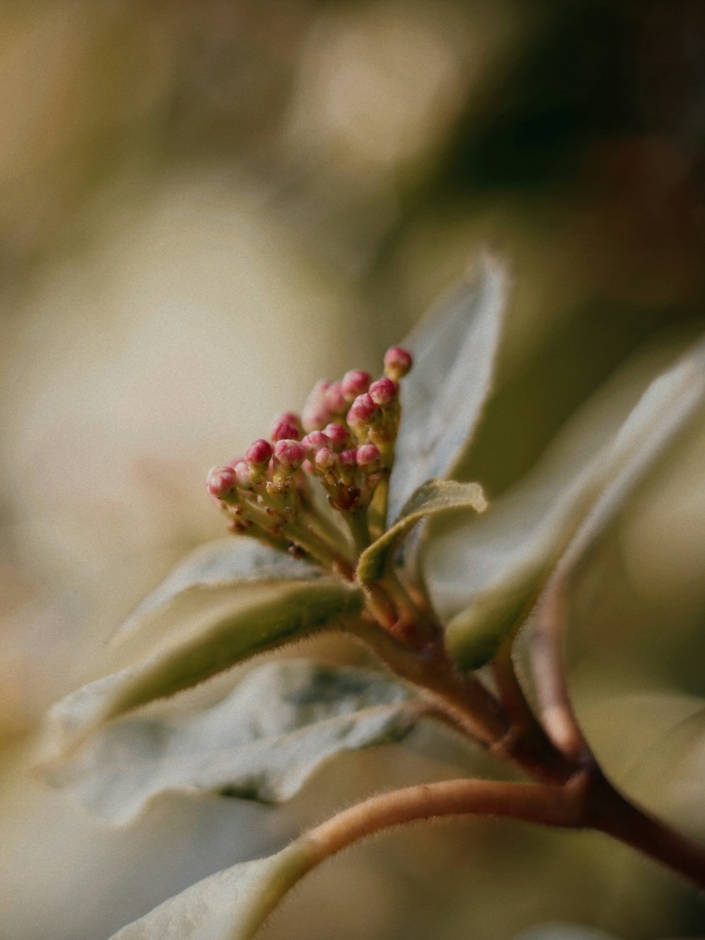 a close up of a flower on a tree branch