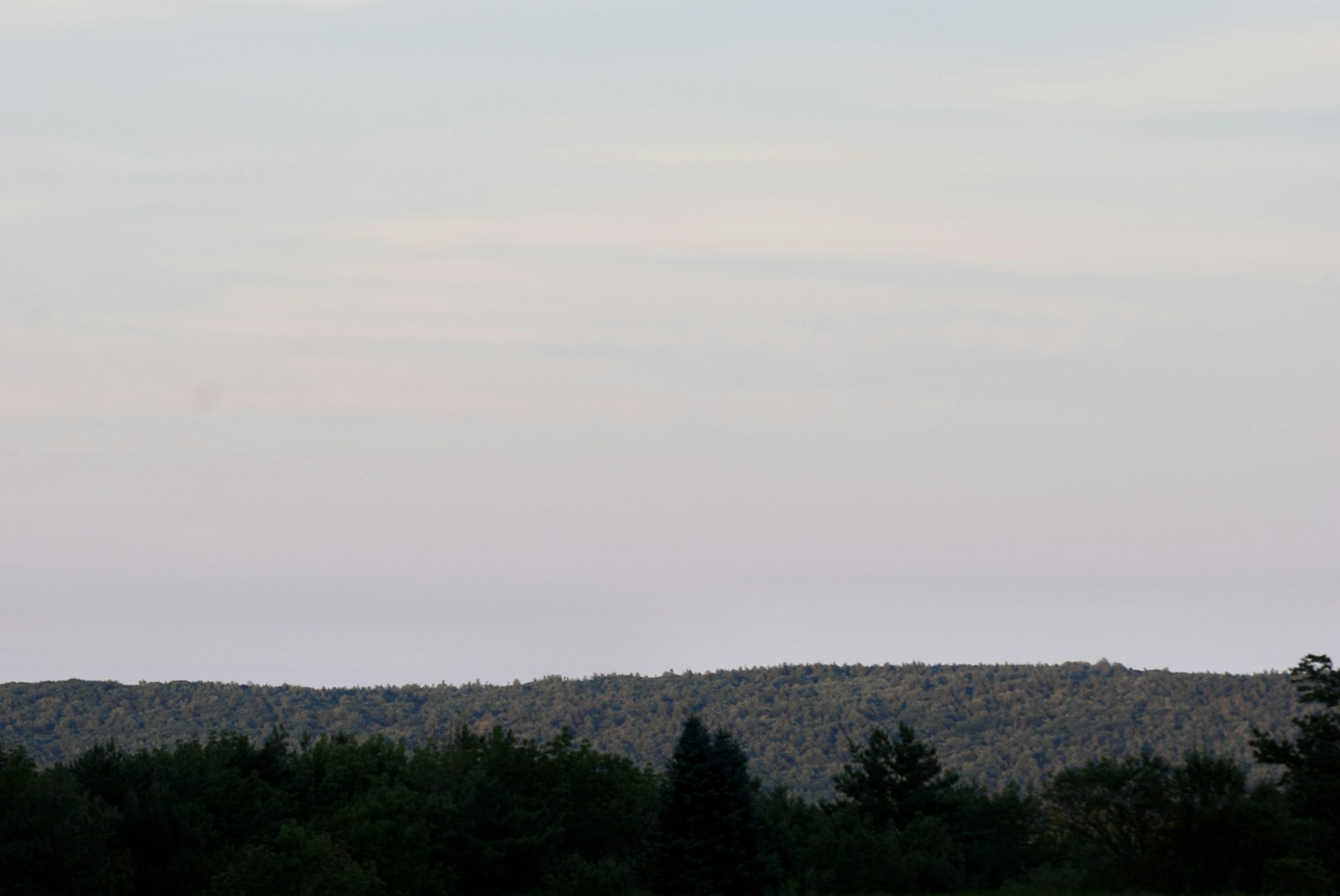 A serene landscape artwork featuring soft pastel colors and delicate details of a quiet forest.