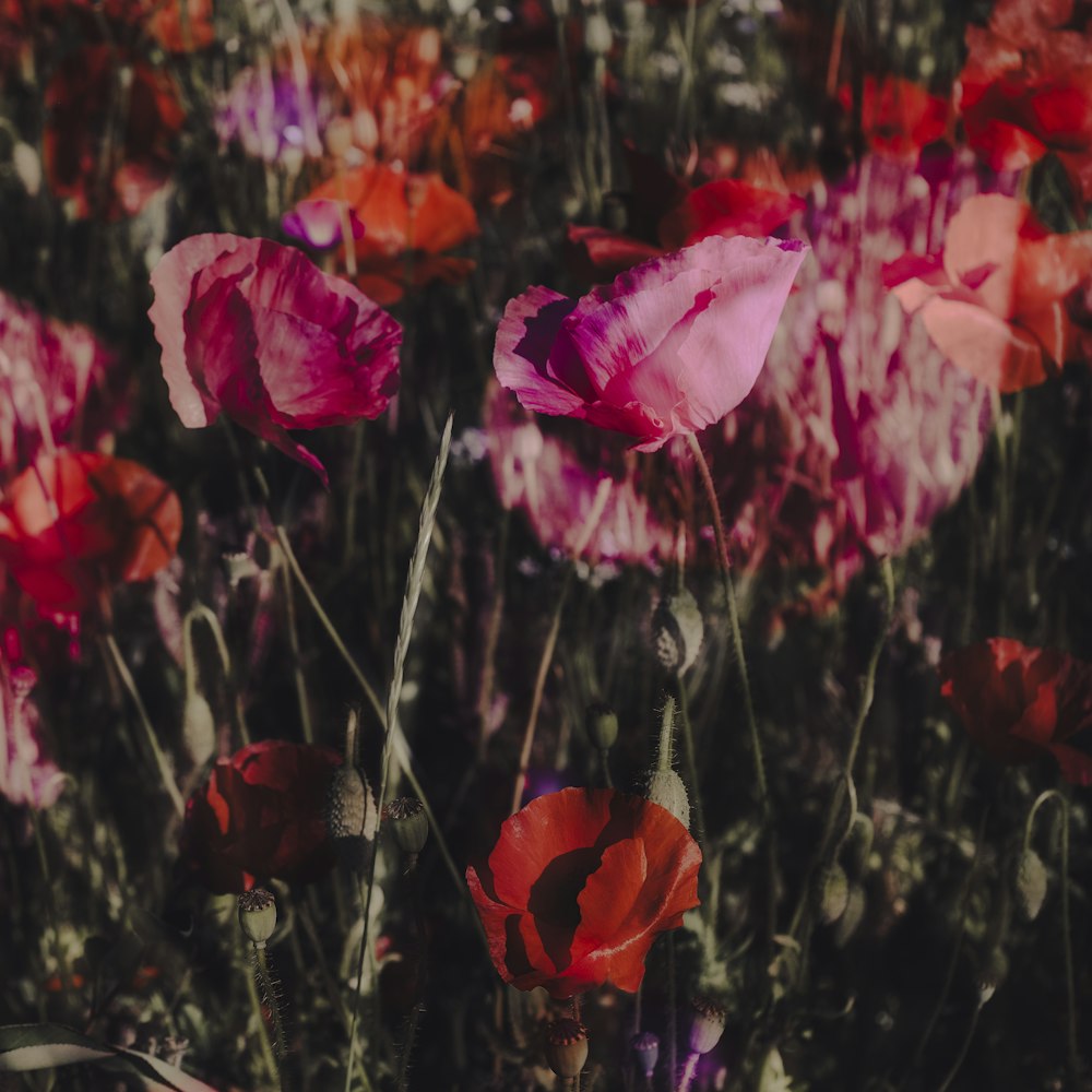 a field full of red and pink flowers