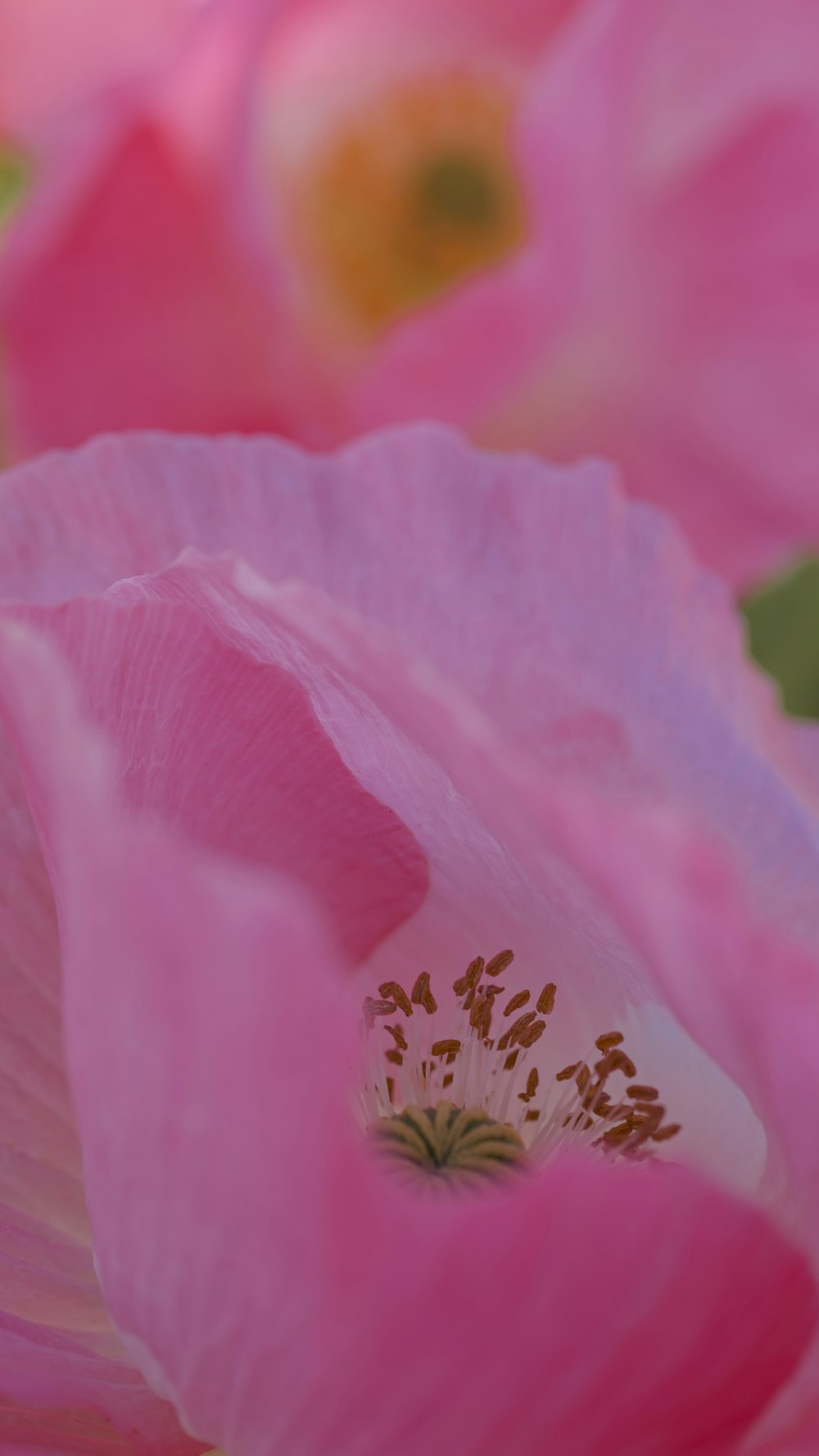 a close up view of a pink flower