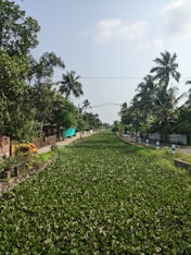 a large field of green plants next to a road
