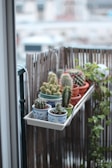 A collection of colorful Colocasia plants arranged artistically on a balcony.