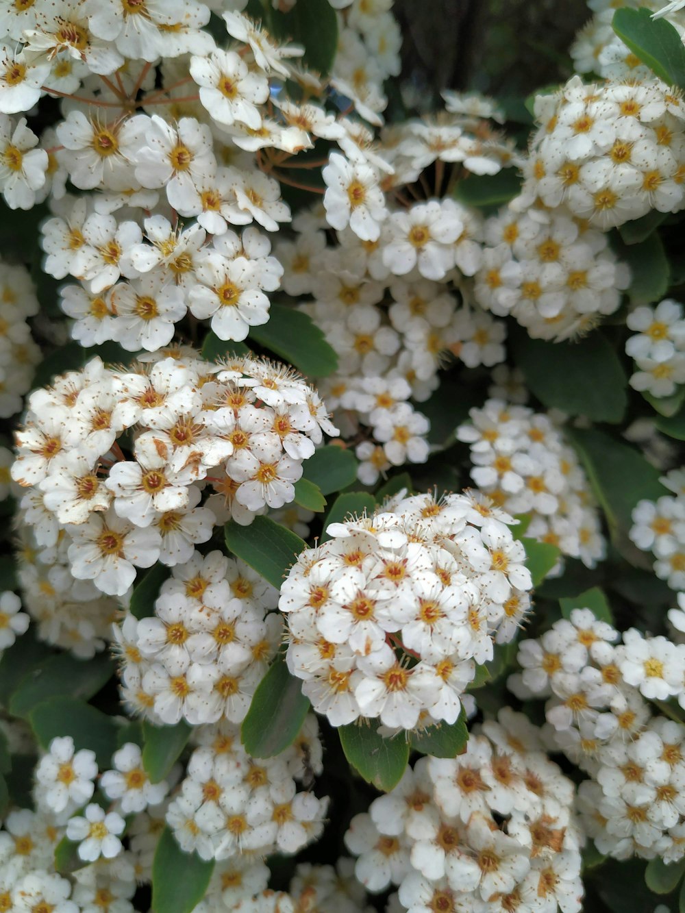 a cluster of white flowers with green leaves