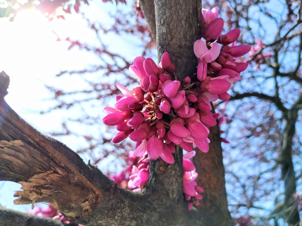 a pink flower is growing on a tree