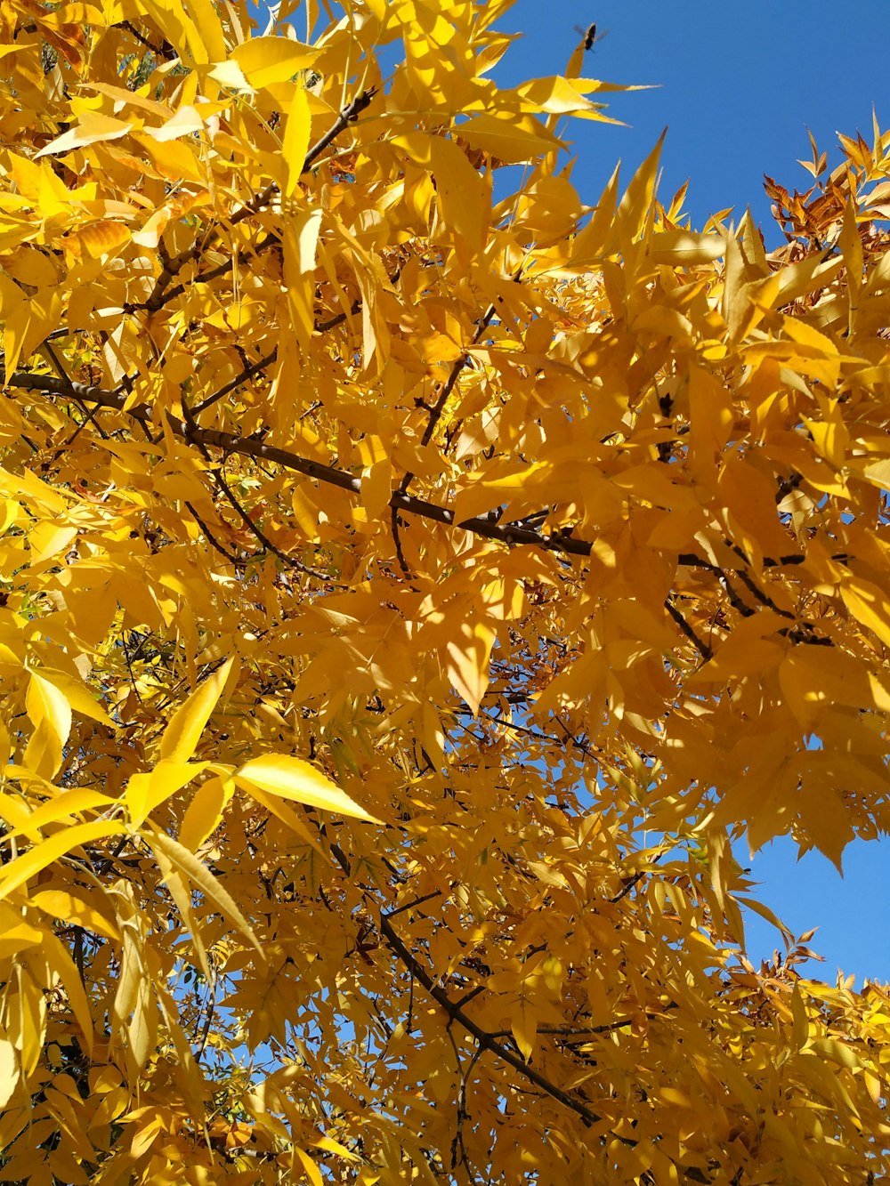 a tree with yellow leaves and a blue sky in the background