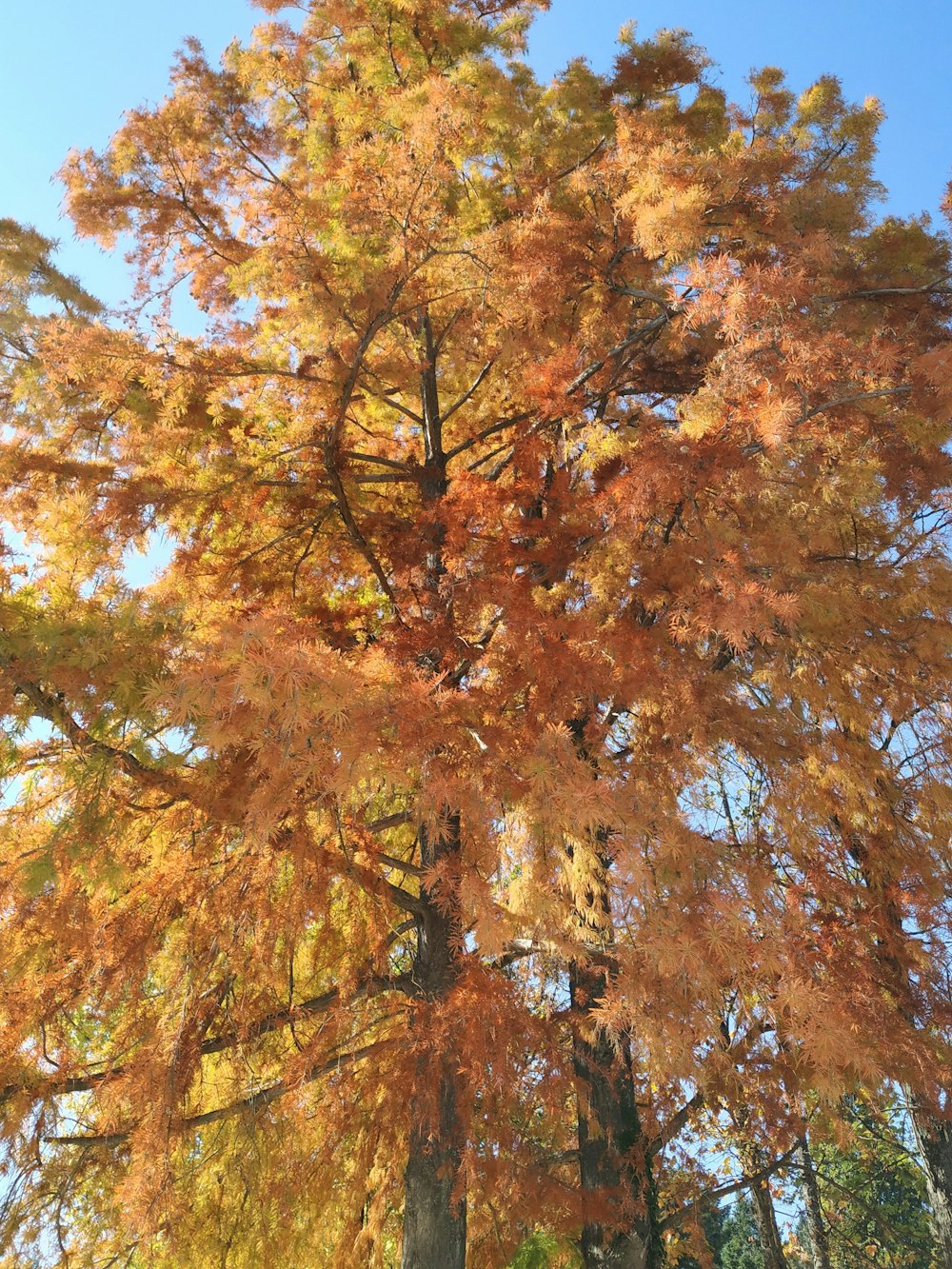 a large tree with lots of yellow and orange leaves