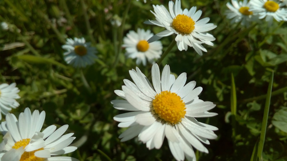 a bunch of white and yellow flowers in a field