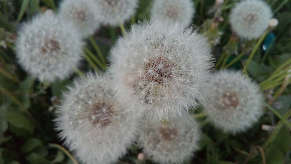 a close up of a bunch of dandelions