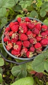 Freshly picked strawberries in a basket.