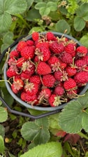 A close-up of freshly picked strawberries in a basket.