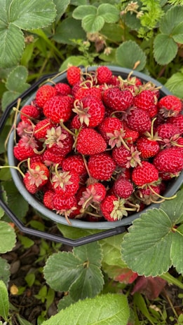 A close-up of freshly picked strawberries in a basket.