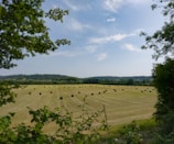 a field full of hay bales under a blue sky