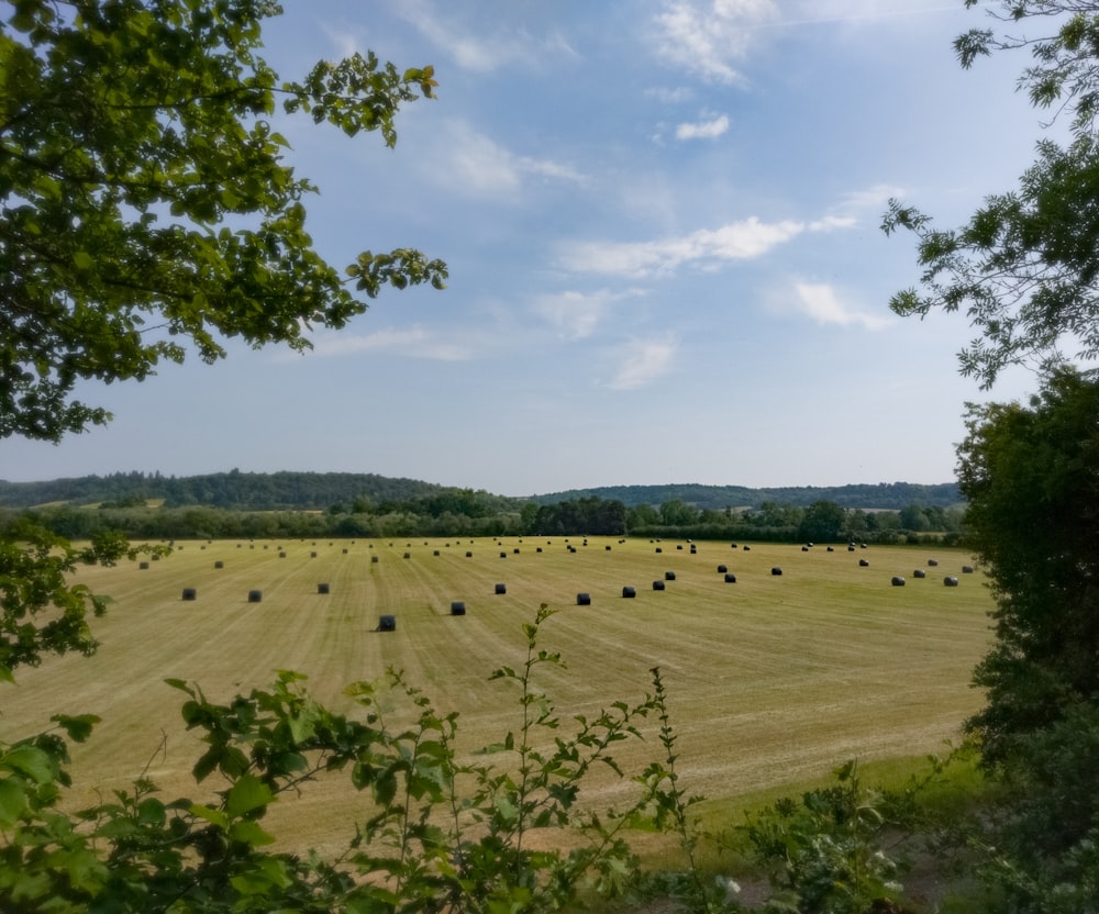 a field full of hay bales under a blue sky