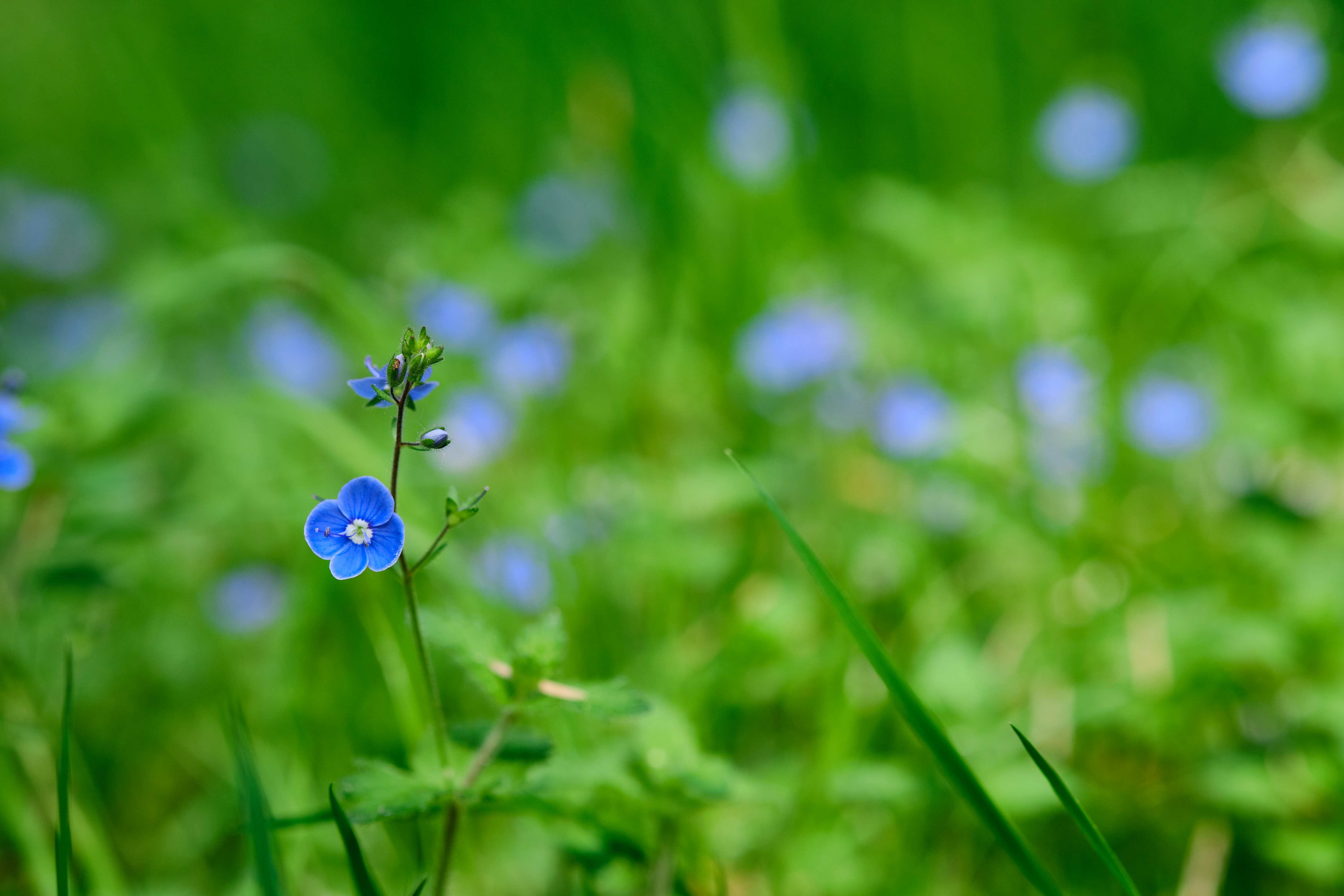 Photo by frostroomhead