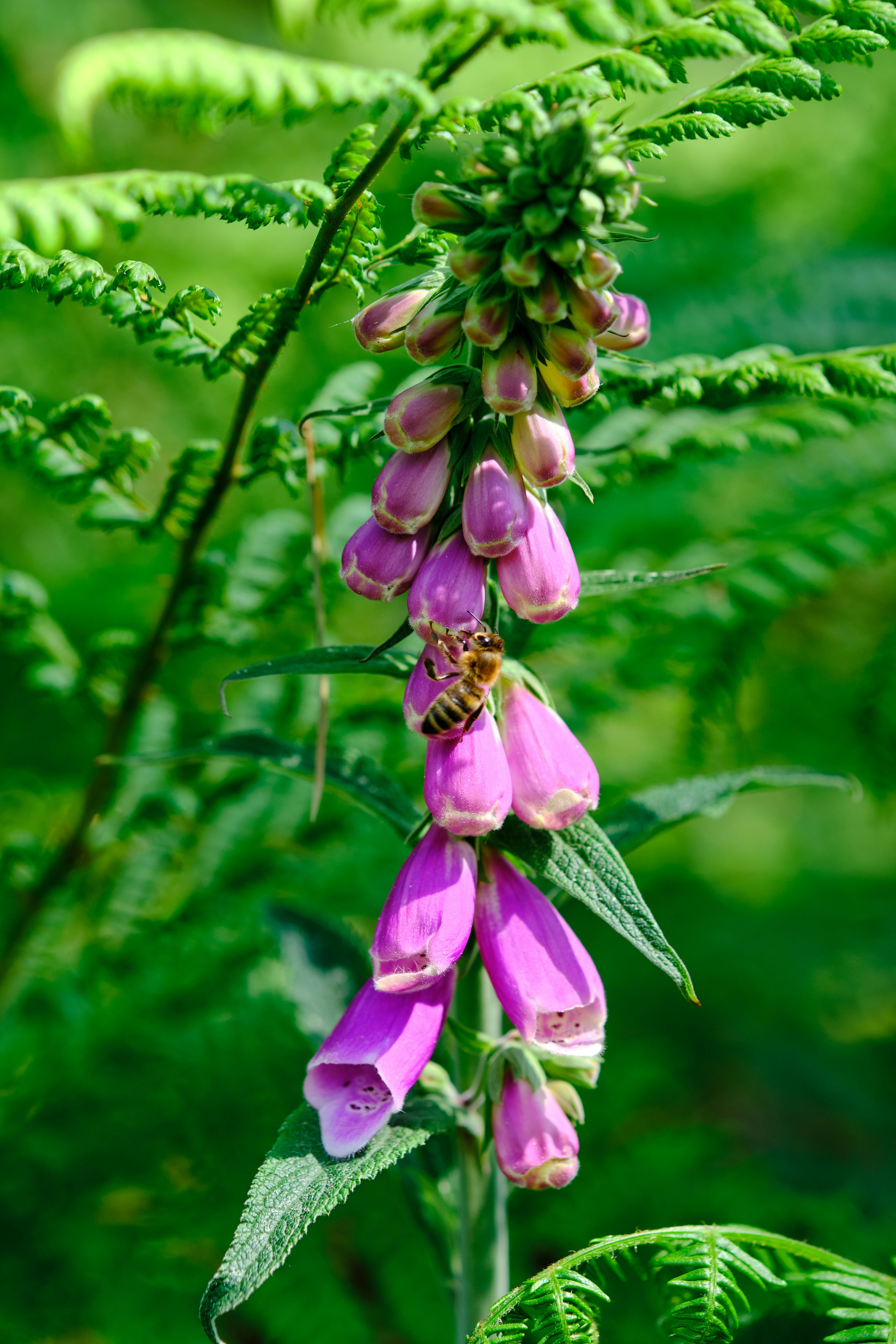 eine nahaufnahme einer violetten blume auf einer pflanze